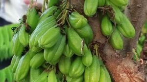 Panduan Lengkap Tips Memilih Belimbing Wuluh Untuk Sambal Produksi Kualitas Terbaik