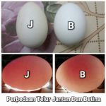 Panduan Lengkap Cara Membedakan Telur Ayam Untuk Produksi Dan Konsumsi Harian
