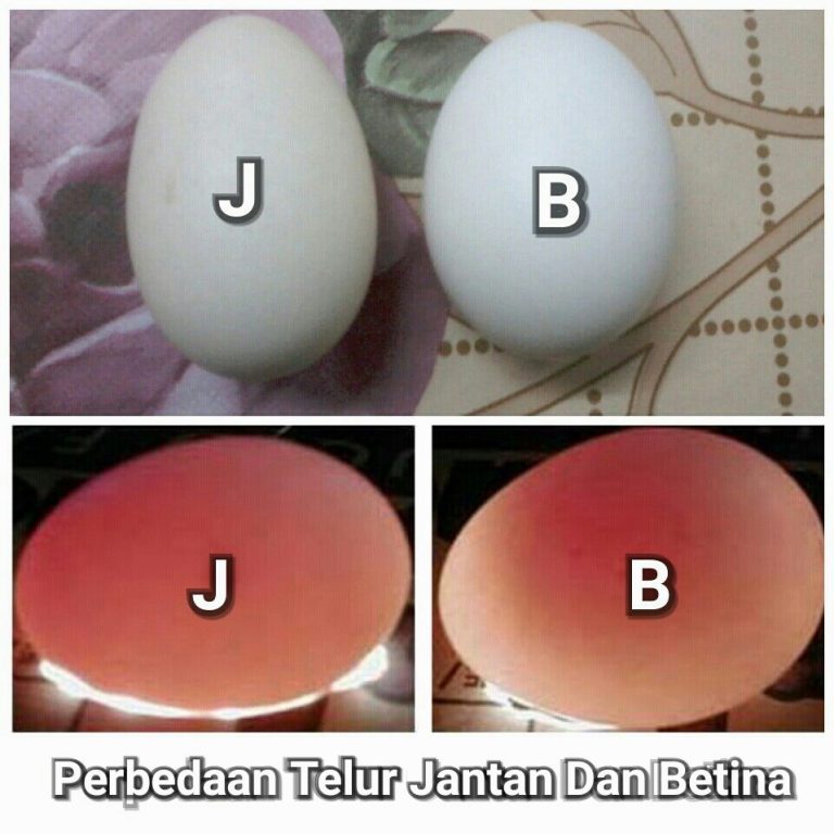 Panduan Lengkap Cara Membedakan Telur Ayam Untuk Produksi Dan Konsumsi Harian